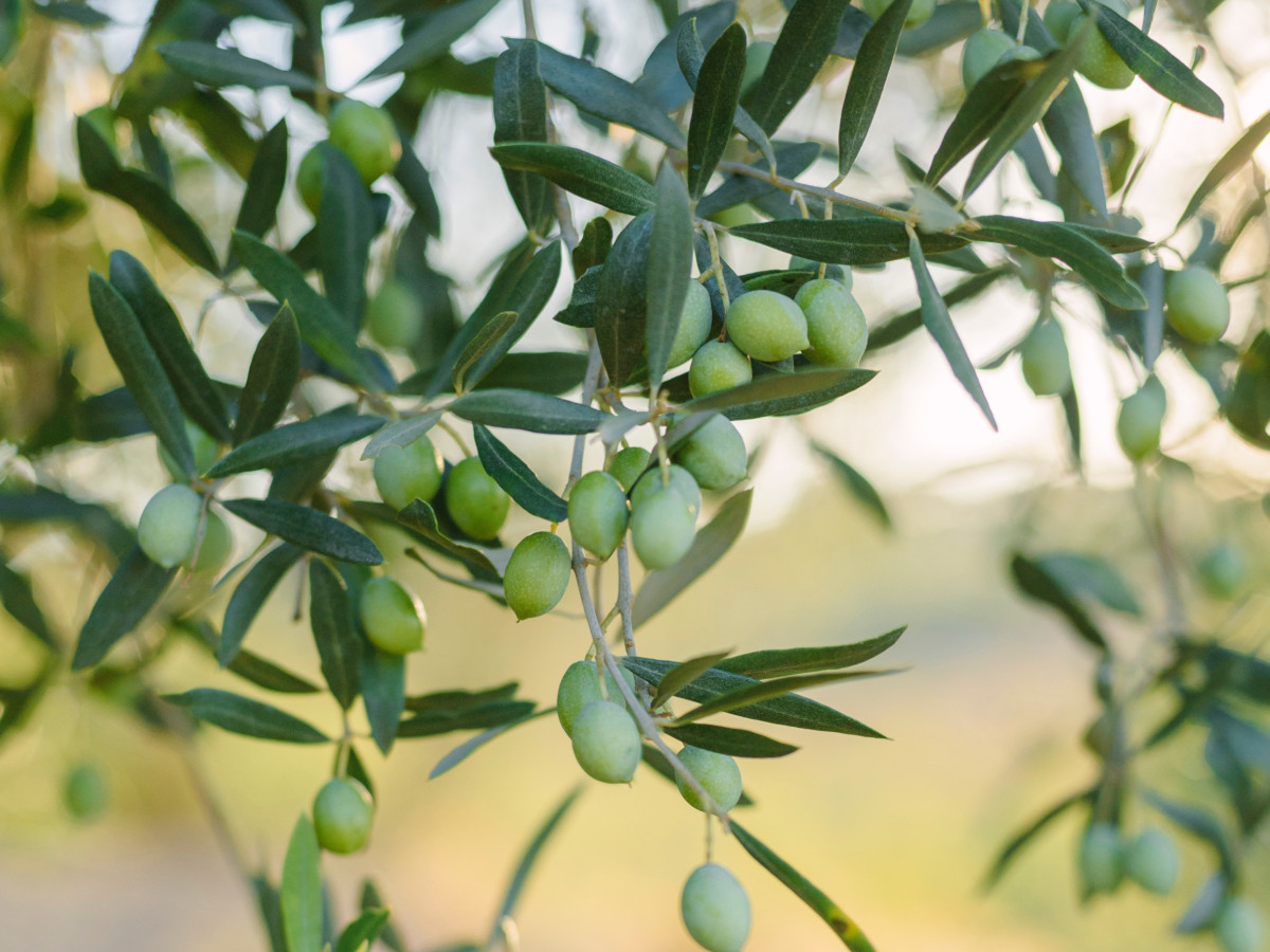 foglia di olivo